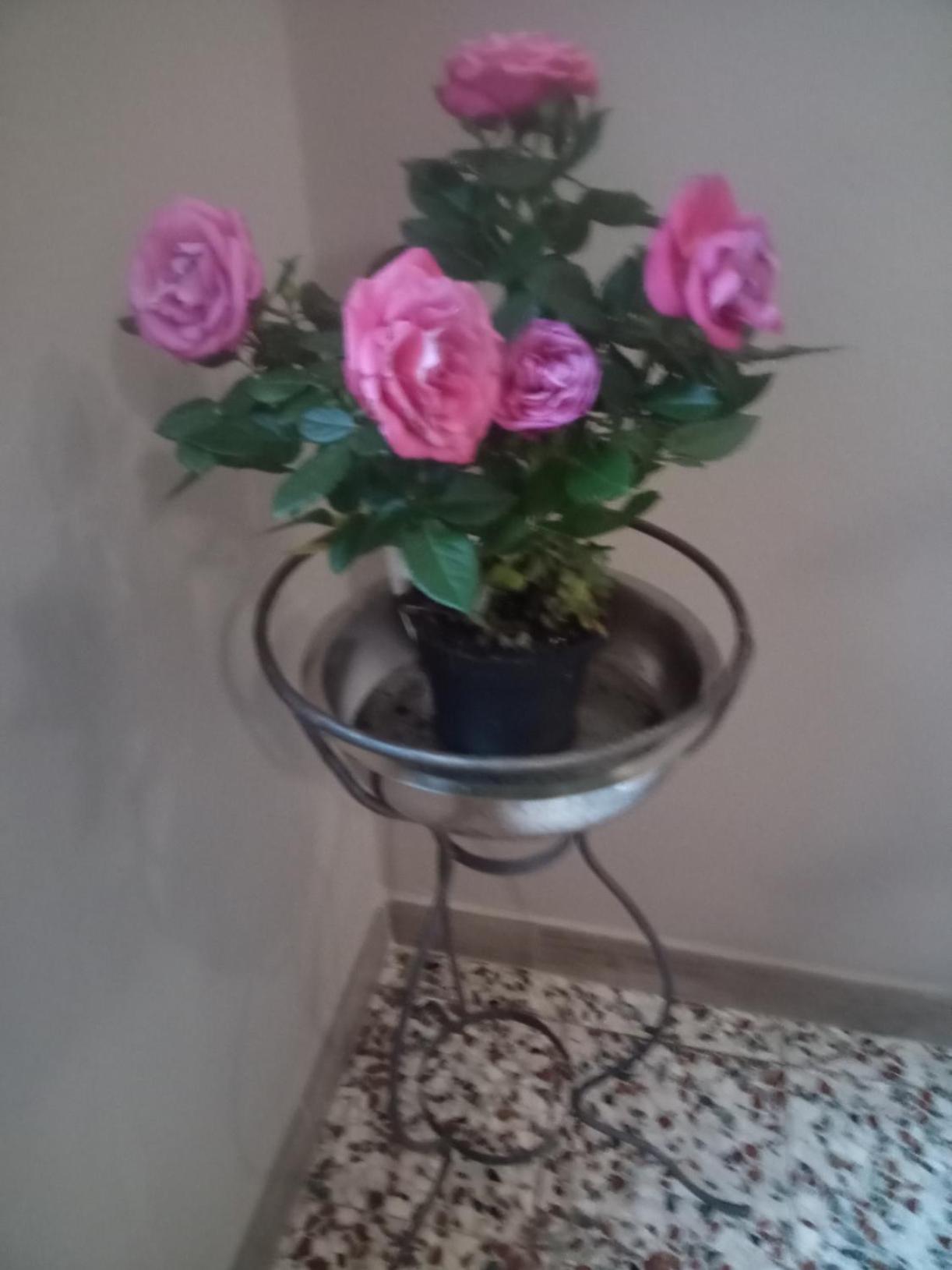 Bardi Al Riolo Betulla Appt Apartment Exterior foto